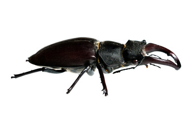 Deer beetle on white background Isolated