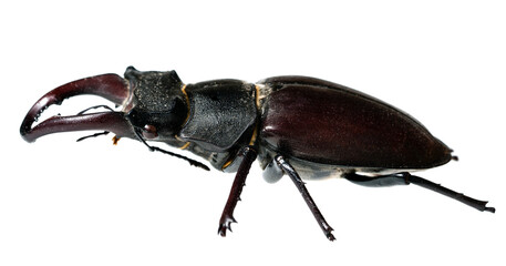 Deer beetle on white background Isolated