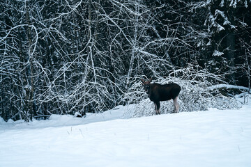 A large bull moose is standing at the begging of a wild forest on a field. He is the king of the...