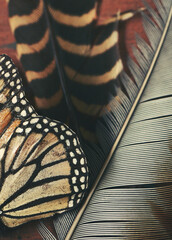 Close up of Monarch Butterfly wings and bird feathers on wood background