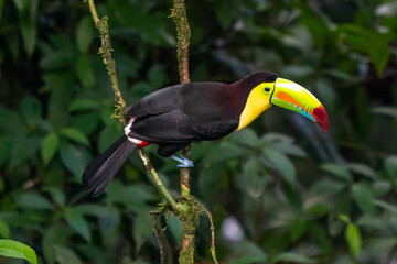 Wildlife from Costa Rica, tropical bird. Toucan sitting on the branch in the forest, green vegetation. Nature travel holiday in central America. Keel-billed Toucan, Ramphastos sulfuratus.