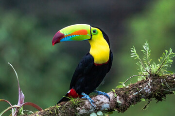 Faune du Costa Rica, oiseau tropical. Toucan assis sur la branche dans la forêt, végétation verte. Vacances nature en Amérique centrale. Toucan à carène, Ramphastos sulfuratus.