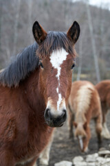 Fototapeta premium Potros, yeguas y percheron
