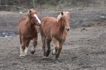 Potros, yeguas y percheron