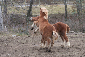 Potros, yeguas y percheron