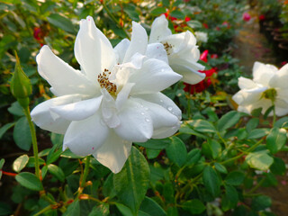 Naklejka na ściany i meble beautiful white rose flower in garden