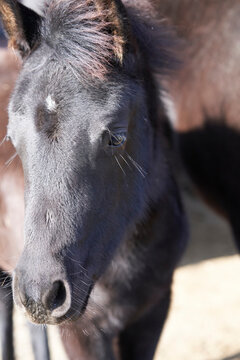 Potros, yeguas y percheron