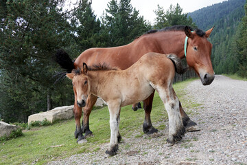 Fototapeta premium Potro mamando