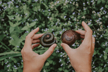 Hands holding a millipede and a snail showing concept of harmony with nature and earth