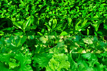 Set of green textured background textures. Background of different sizes of green grass