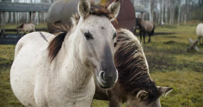 Wild tarpans walk the field in autumn. Against the background of the forest and sky. High quality 4k footage