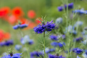 Jungfer im Grünen (Nigella damascena)