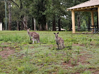 Wild kangaroos grazing in the national park, Cattai National Park, New South Wales, Australia
