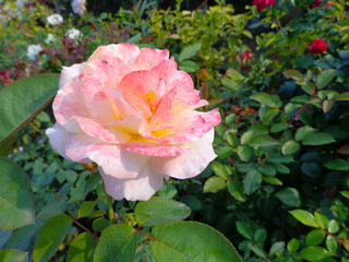 beautiful white rose flower in garden