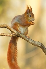 Rotes Europäisches Eichhörnchen sitzt im Frühling auf einem Ast mit einer Nuss, sciurus vulgaris