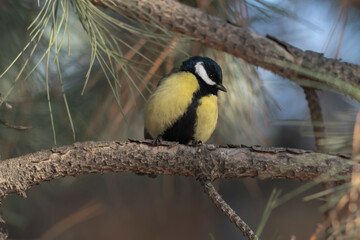 Fototapeta premium A tit sits on a pine branch. Close-up