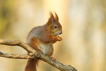 Naklejka na ściany i meble Rotes Europäisches Eichhörnchen sitzt im Frühling auf einem Ast mit einer Nuss, sciurus vulgaris