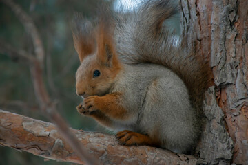 Naklejka na ściany i meble A squirrel eats a nut on a pine branch. Close-up.