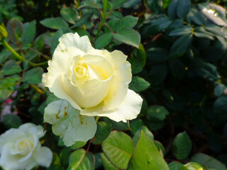 beautiful white rose flower in garden