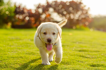 portrait of a Labrador puppy dog during sunset © Yang