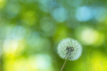 dandelion seed head on green background, blowball, Taraxacum officinale