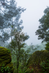Fog in the forest
