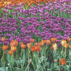 Obraz premium photo of artistic tulips colorful in the garden