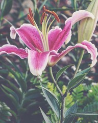 Obraz premium photo of artistic lilies flowers in the garden