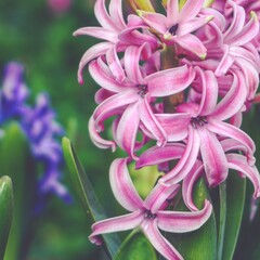 Fototapeta premium photo of artistic pink hyacinth flowers in the garden