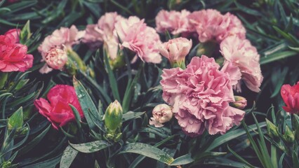 photo of carnation flowers in the garden