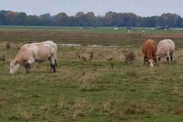 Uckermärker Rinder auf der Weide	
