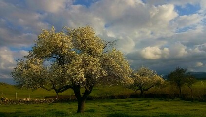 landscape with trees