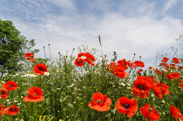 Poppies wildflowers close up