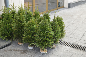 Small live Christmas trees on street in Moscow, Russia