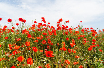 Summer field with poppy flowers