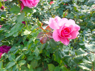 beautiful pink rose flower in garden