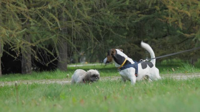 Funny shih tzu and jack rassel terier play running on lush green meadow in city park slow motion. Walking pets concept