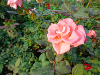 beautiful pink rose flower in garden