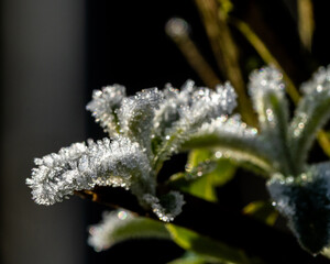 Frost auf Blättern