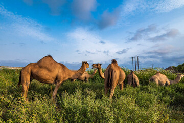 Camels on the meadow from Salalah