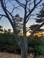 tree in the park