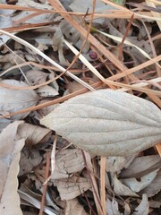 autumn leaves on the ground
