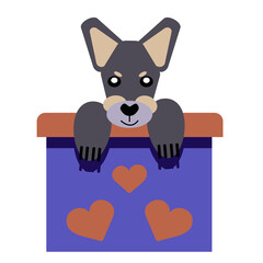 A puppy as a gift. Vector icon portrait of a small dog looking out of a box, drawn in the flat style. Cute Toy Terrier puppy. Vector illustration in cartoon style. Toy dog