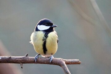 Obraz premium Great Tit
