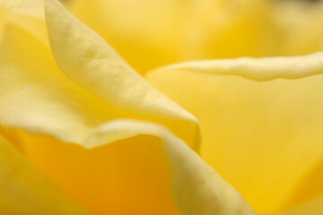 Fototapeta na wymiar 黄色の薔薇
