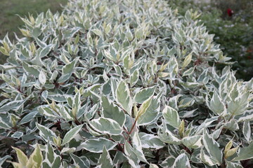 Cornus alba Ivory Halo