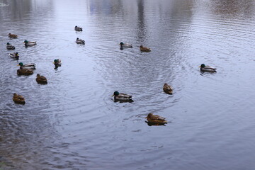 ducks on the lake
