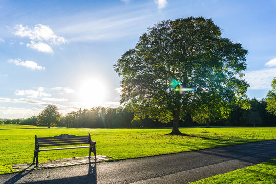 Green graas and blue sky in Irish Park during sunset, Malahide Castle and Gardens, Ireland
