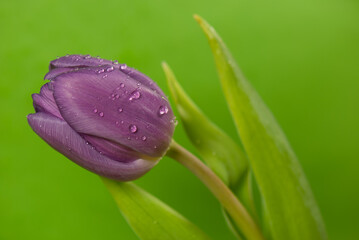 Close up of a tulip with water drops