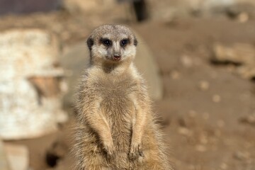 Fototapeta premium Portrait of Meerkat (Suricata suricatta).